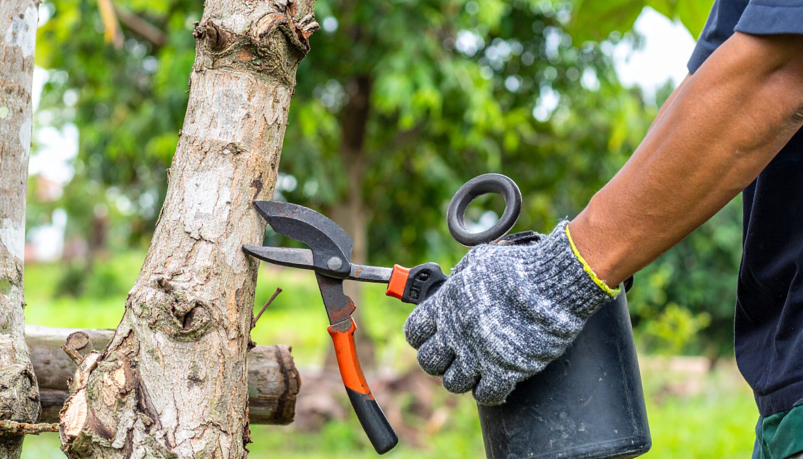 Firefly-Tree-Maintenance-773559-scaled.jpg