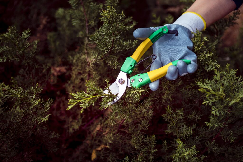 close-up-man-cutting-pine-branches-min