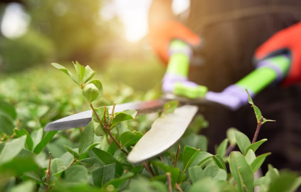 male-hands-cutting-bushes-with-big-scissors-min